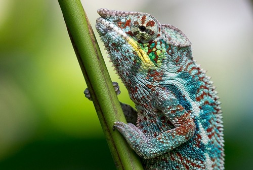 Panther Chameleon(Michael Angst)