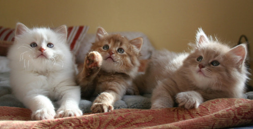 Three little Siberian Girls Anna, Abeni and Amber breed special colour cinnamon-torbie-point, cinnam