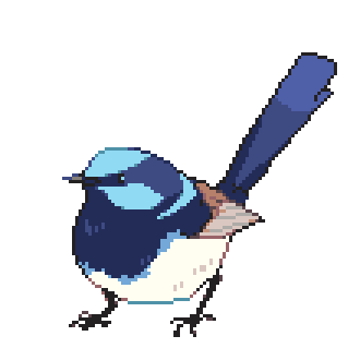 project-bird-empire:  Bird of the Week! Patreon edition. This week: Superb fairywren  patreon | twit