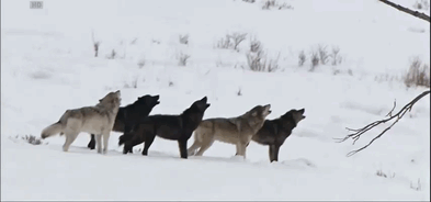 WOLVES on Tumblr: We're a wolf pack!