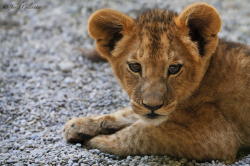 wild-earth:  Lion Cub Look by Josef Gelernter