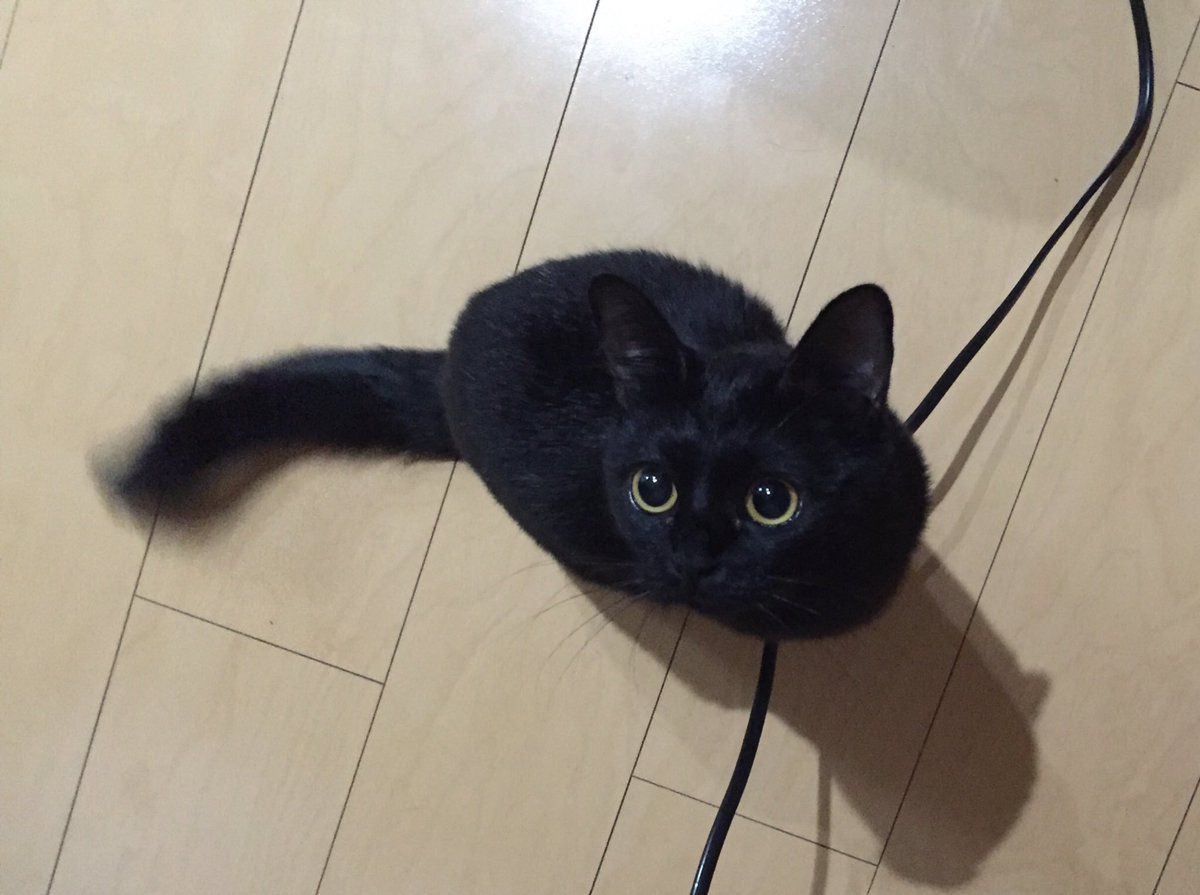 babyanimalgifs:they say crossing a black cat is bad luck but if you see one.. be