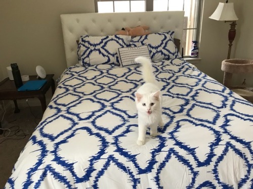 josephsbabies:Bluebell modeling my new bedspread