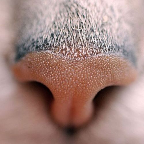 Porn Pics kittehkats:  Terrific Sniffers kitty noses