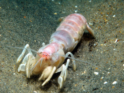 astronomy-to-zoology:  Bay Ghost Shrimp (Neotrypaea