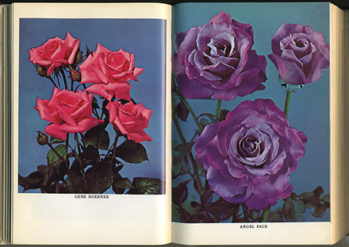 Modern roses 7, 1969 - Gene boerner and Angel face