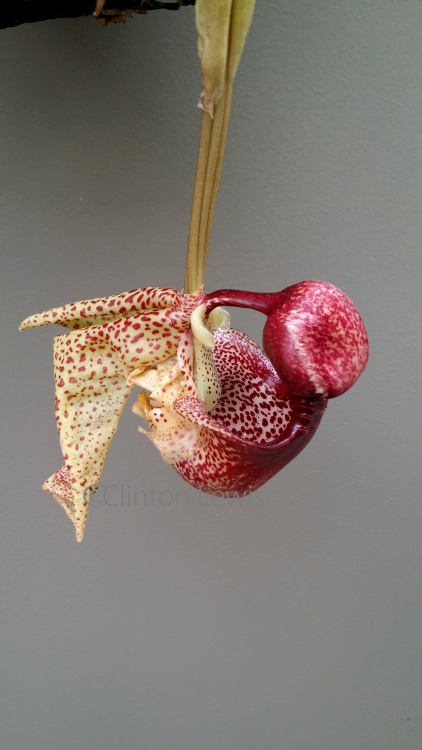 orchiddynasty:  Coryanthes macrantha (South America) Coryanthes are amazing specimens. Also known as the “Bucket Orchids” for the large pouch which lures pollinators in with the promise of nector, they are ephiphytes from the hot-humid lower elevation