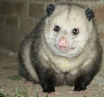 alienbuttmagic: transgalactictittyfuck: lapis-ascending: leanmeanmemesupreme: rateapossum: Our next 