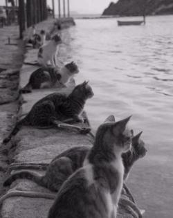 cutecornflakes: They come everyday at the same time waiting for the fishing boats - Alexandria, Egypt