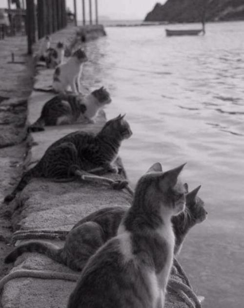 cutecornflakes:They come everyday at the same time waiting for the fishing boats - Alexandria, Egypt