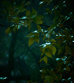 aurumnorthwood:  Leaves under the rain. 