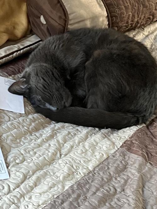 My Cat Turned 23 Today! Wish Him A Happy Birthday:)