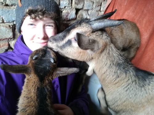 the goates…..they give kisses…….