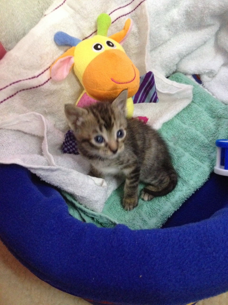 la-weirdheart:  El nuevo integrante❤️ apenitas un mes🍼 pero bien travieso😼