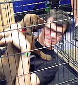 castielsrealwingman:  How different achievement hunters treat animals 