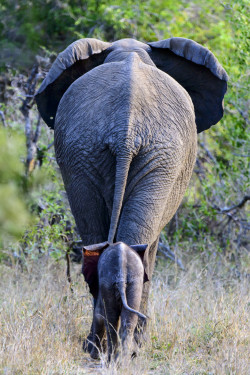 earthandanimals:   Follow Me… by David