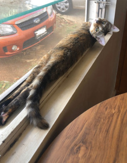 happyheidi:long kitty appreciation post &lt;3(via)