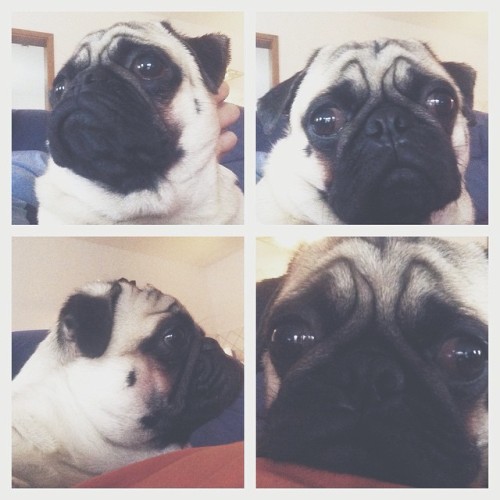 ihugpugs:  Dog Lover Shirts: http://bit.ly/1sIvs6I 