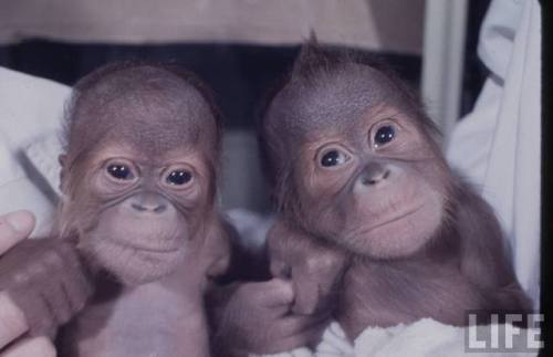 Twin orangutans born in Woodland Park Zoo, Seattle(Robert W. Kelley. n.d.)