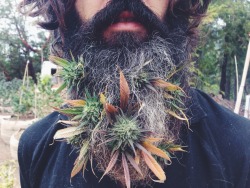 420-247:  the only acceptable flower beard