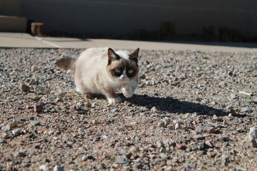 tardthegrumpycat:  The Daily Grump | December 29, 2012