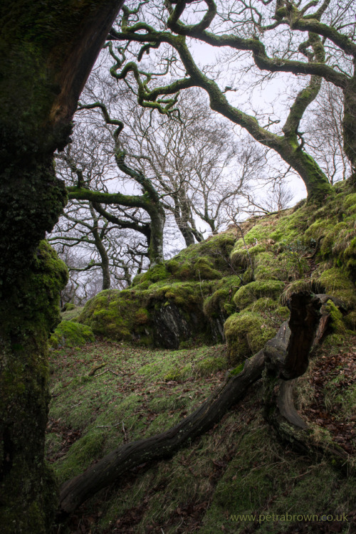 mydododied:Mossy oakwood