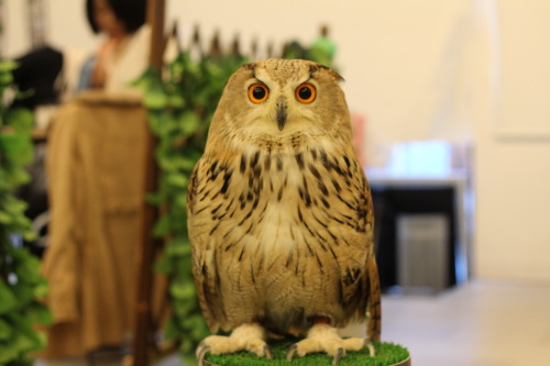 travelry:  You guys have probably heard about ‘cat cafes’ in Asia. Well, today I went to an owl cafe in Osaka, Japan. It was amazing, and there are lots of different species, from a huge eagle owl, to tiny little ones that perch on your head and shoulders