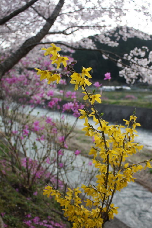 folklifejapan: 設楽SHITARA and 新城SHINSHIRO, a land of flowers 02 SHITARA and SHINSHIRO are located b