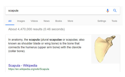 Scapula - Wikipedia