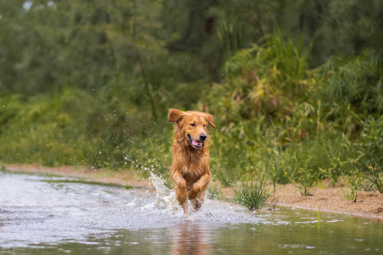 keeping an eye out for fish 