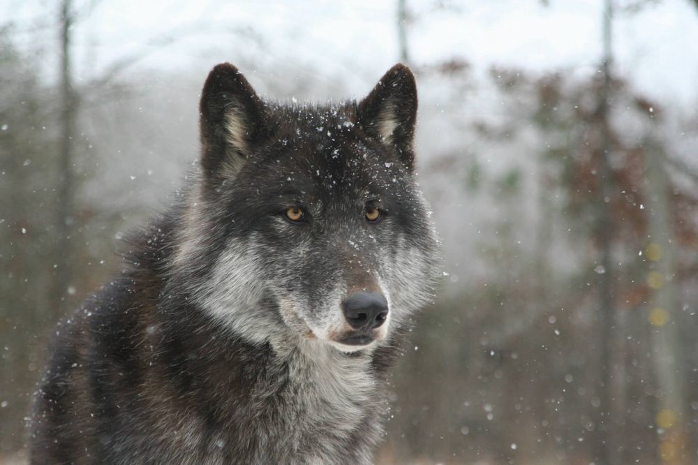 wolveswolves:By Katie Stout