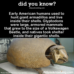did-you-kno:  Early American humans used to hunt giant armadillos and live inside their shells. Glyptodons were large, armored mammals that grew to the size of a Volkswagen Beetle, and natives took shelter inside their gigantic shells. Source  Woah O_o;
