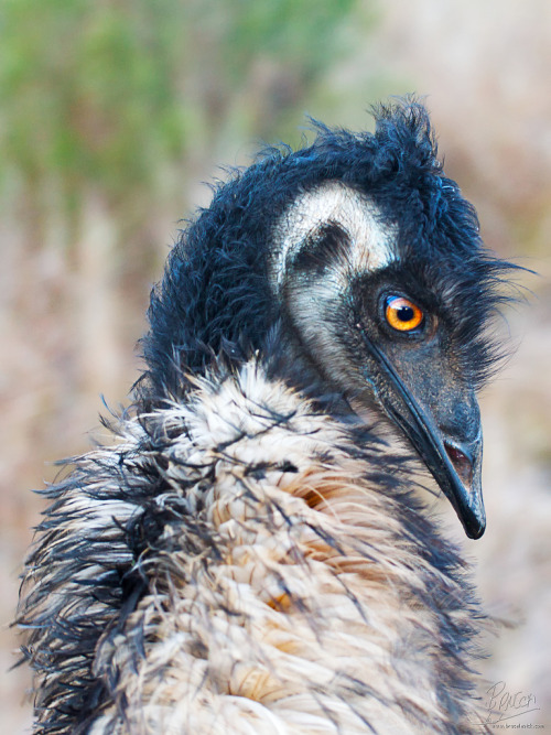 Surprisingly non goofy looking Emu.