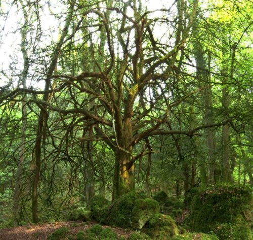 odditiesoflife: Puzzlewood Magical Forest – The Real Middle Earth Puzzlewood is a unique and enchant