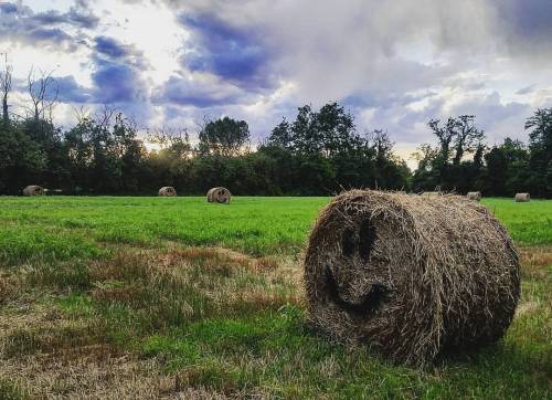 Smile-hay :) #hay #haybales #haybalescoolart #smile #smilehay #smilhay#fieno #balledifieno #cool #ar