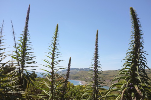 Spring Vinegars. Recently I found two vulture feathers. I saw them as a message to be more resourcef