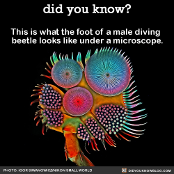 did-you-kno:  This is what the foot of a