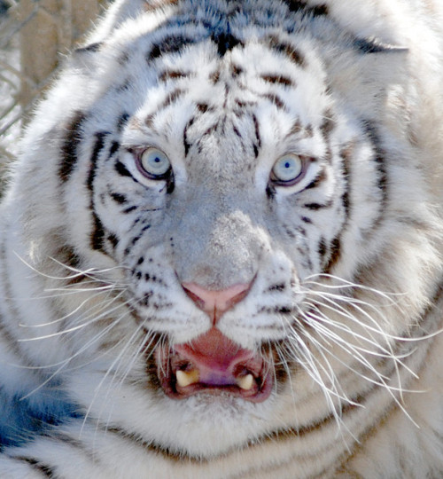 minuty:  White tiger by floridapfe on Flickr.