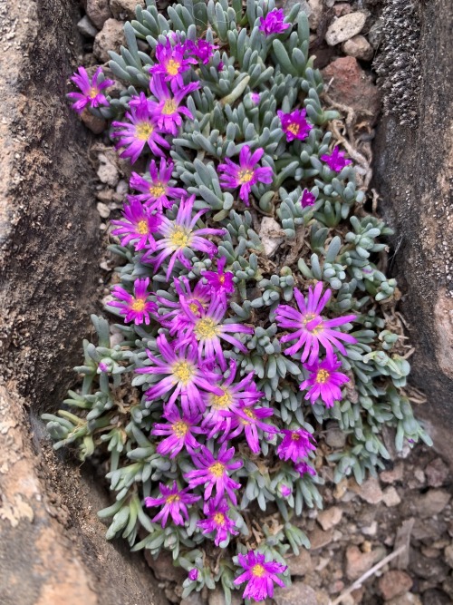 Delosperma sphalmanthoidesDelosperma is a large genus in the Aizoaceae, or Ice Plant Family, with ma