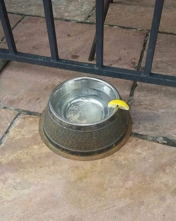 Köpeğe de limon dilimli su 🍋