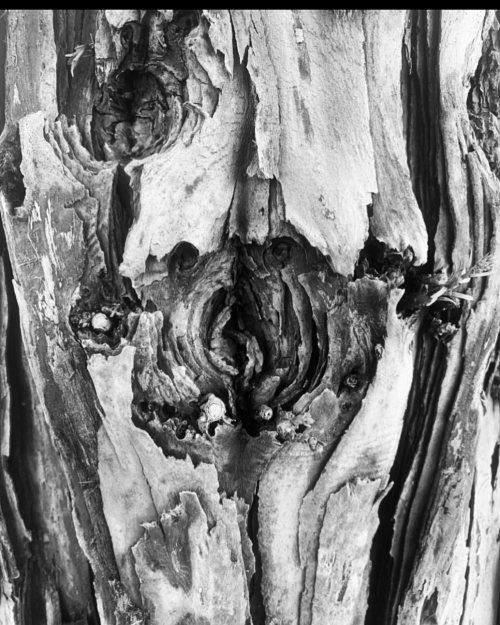 Tree 🌳 trunk b/w  (at Gentrytown Park)