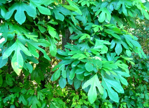 Sassafras, Sassafras albidum. It&rsquo;s actually in the laurel family! Here you see mostly three-lo