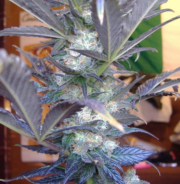 loveweedinabong:  420