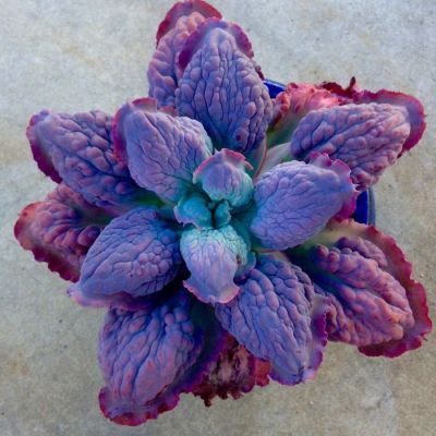 Succulent