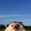 science-hedgehog