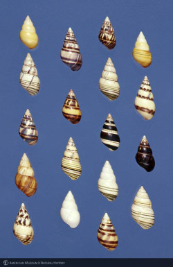 amnhnyc:  Love collecting shells? Let these