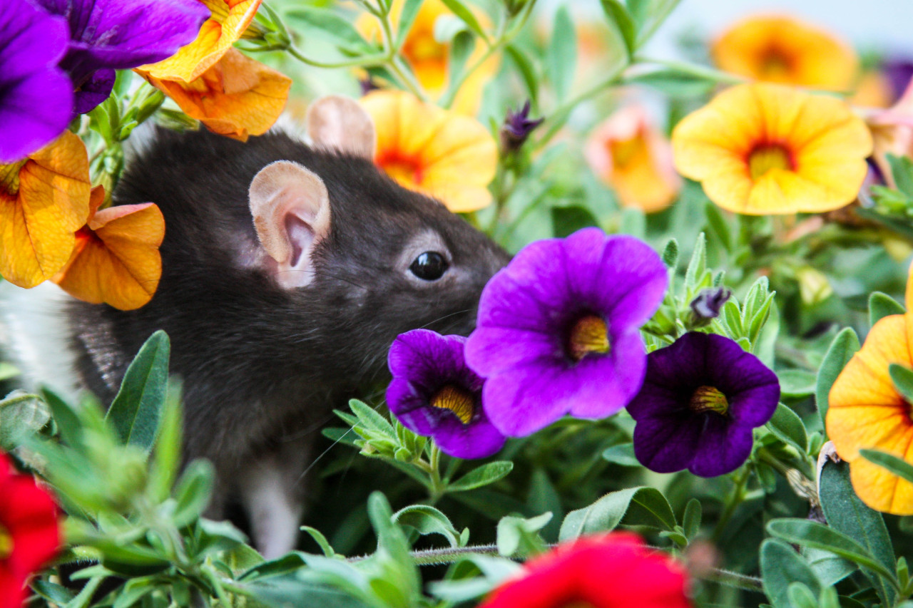 funtorture:  My sweet Casey playing in mom’s flowers &lt;3 I miss this sweet