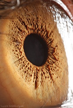 asylum-art-2:  Beauty in the eye of the beholder, revealing macro photography by Suren Manvelyan on behance, 500px Suren Manvelyan is a science of physical research institute National Academy of Sciences in Yerevan, capital of Armenia. It also teaches