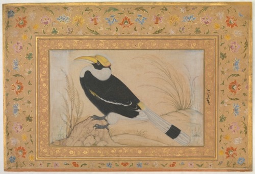 &ldquo;Great Hornbill&rdquo;, Folio from the Shah Jahan Album by Mansur, Islamic ArtMedium: Ink, opa