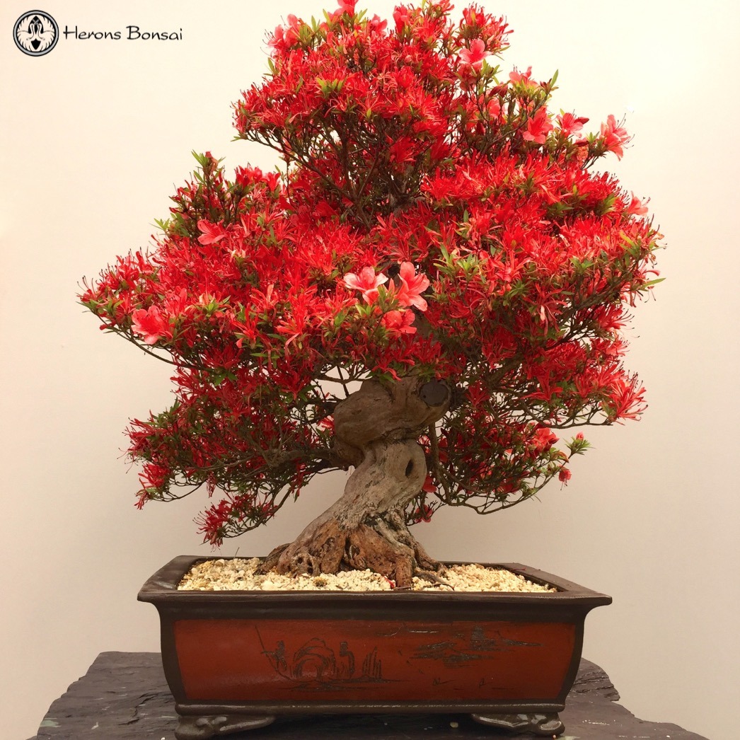 heronsbonsai:  Stunning Small Leaf Satsuki Azalea Bonsai Tree | Herons Bonsaihttp://www.herons.co.uk/